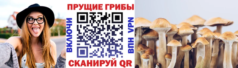 Галлюциногенные грибы Psilocybe  Купить  Лакинск 